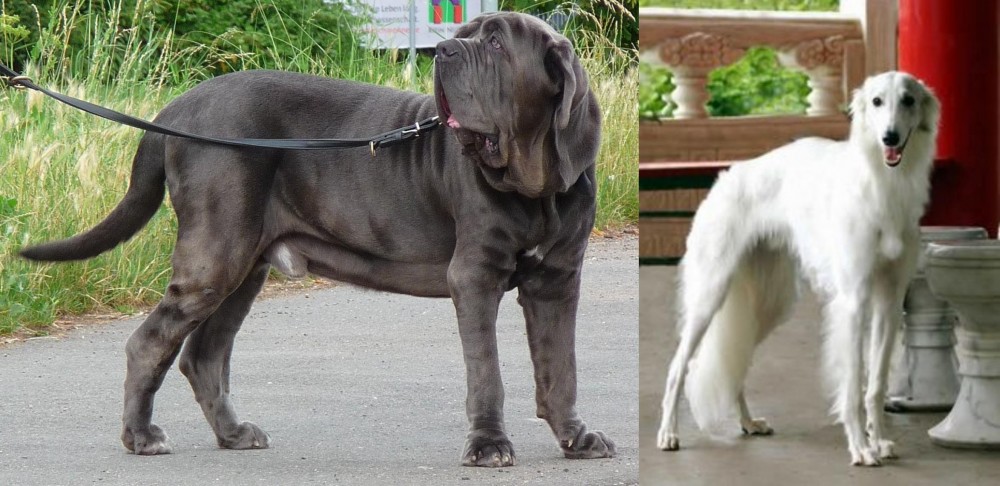 Silken Windhound vs Neapolitan Mastiff - Breed Comparison