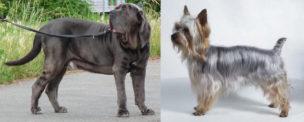 Silky Terrier vs Neapolitan Mastiff - Breed Comparison