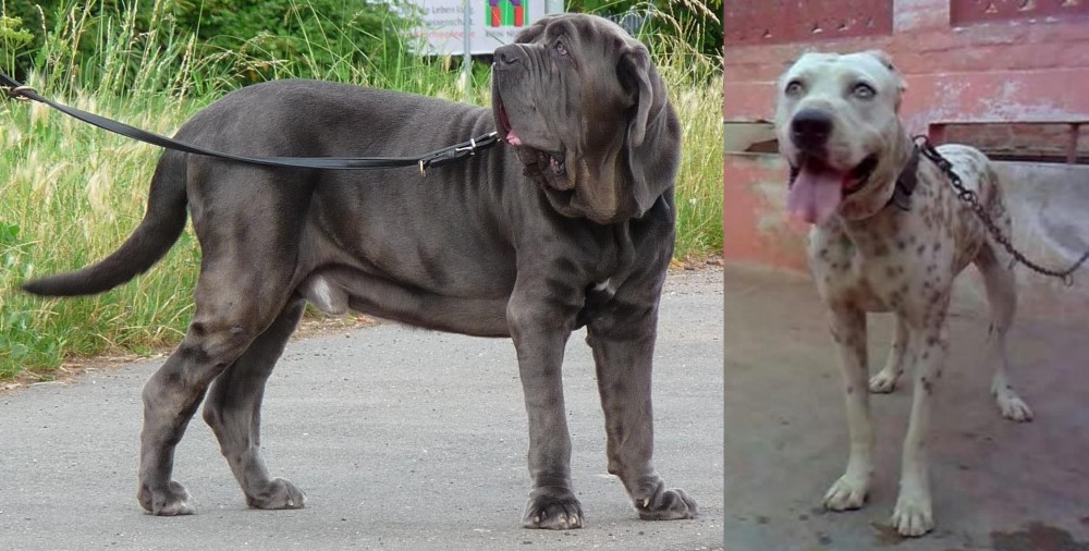 Sindh Mastiff vs Neapolitan Mastiff - Breed Comparison