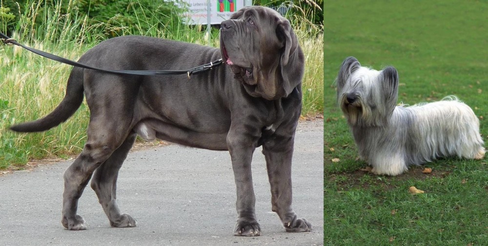 Skye Terrier vs Neapolitan Mastiff - Breed Comparison
