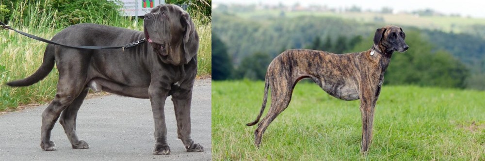 Sloughi vs Neapolitan Mastiff - Breed Comparison
