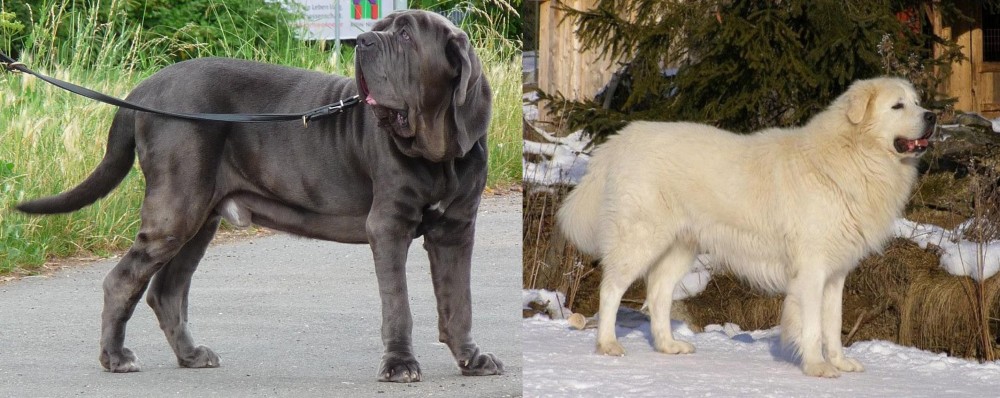 Slovak Cuvac vs Neapolitan Mastiff - Breed Comparison