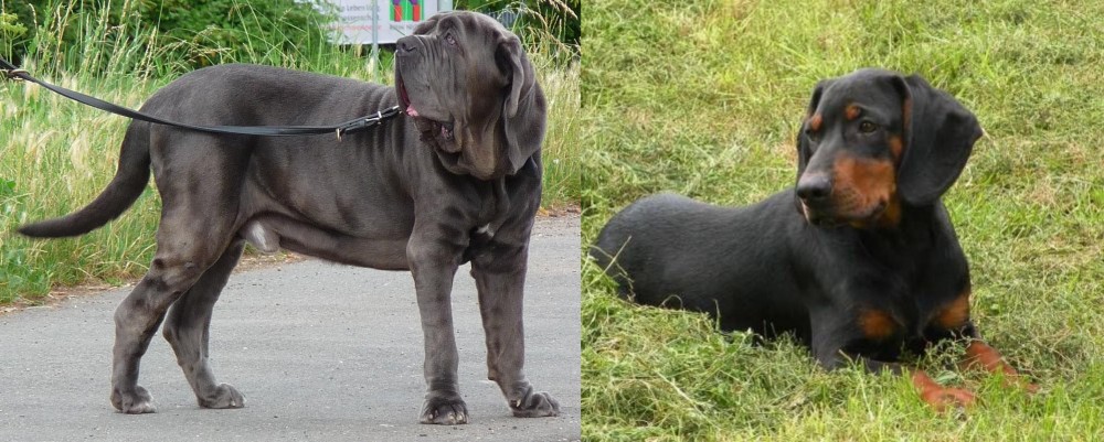 Slovakian Hound vs Neapolitan Mastiff - Breed Comparison