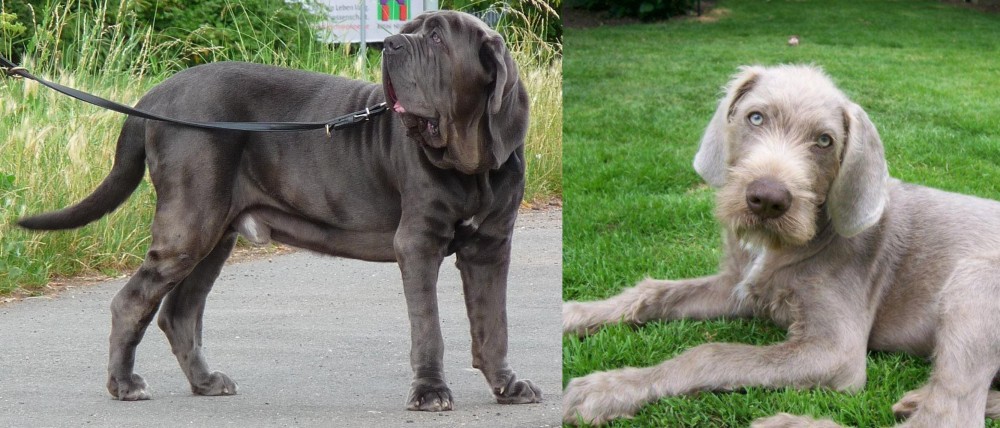 Slovakian Rough Haired Pointer vs Neapolitan Mastiff - Breed Comparison
