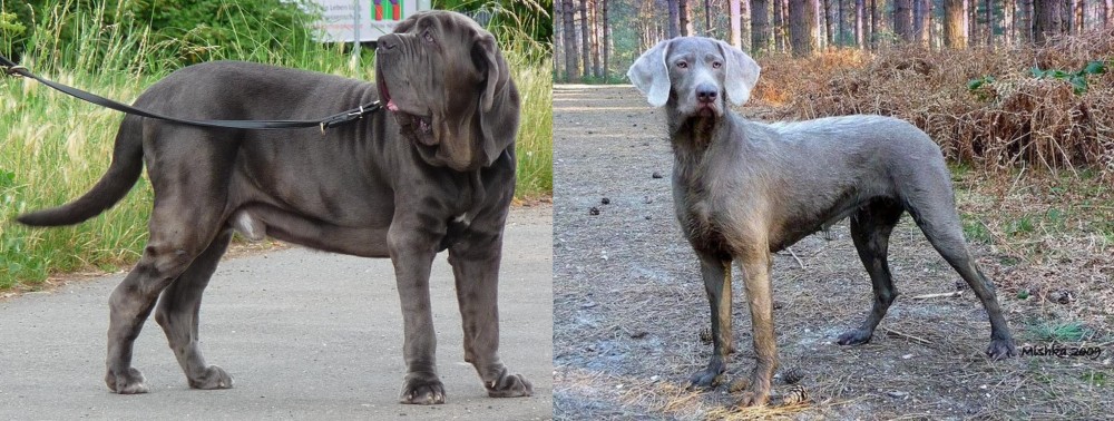 Slovensky Hrubosrsty Stavac vs Neapolitan Mastiff - Breed Comparison