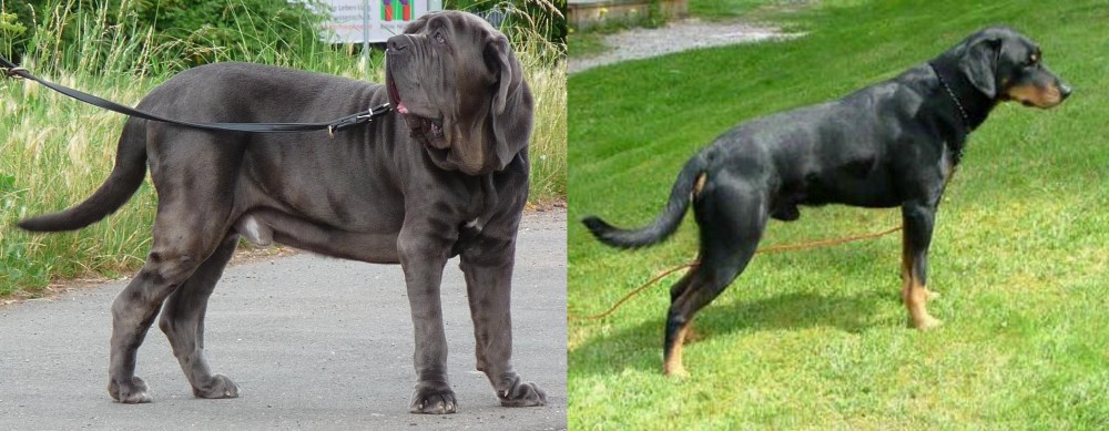 Smalandsstovare vs Neapolitan Mastiff - Breed Comparison