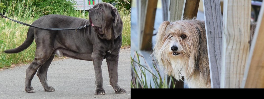 Smithfield vs Neapolitan Mastiff - Breed Comparison