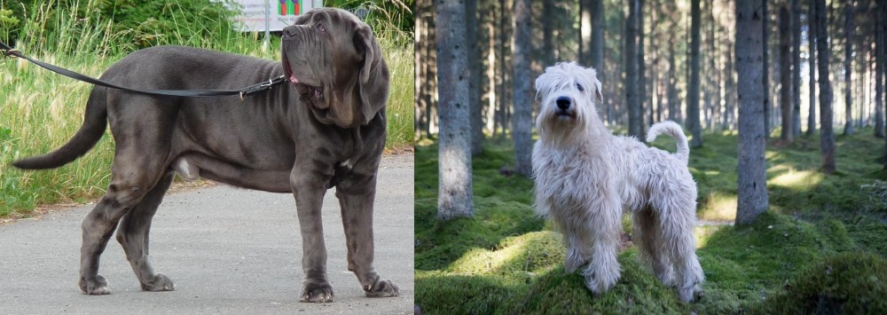 Soft-Coated Wheaten Terrier vs Neapolitan Mastiff - Breed Comparison