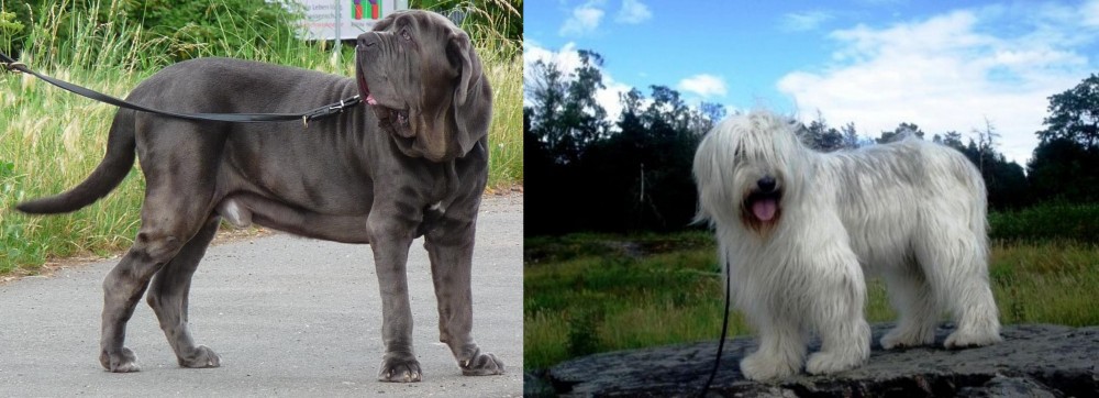 South Russian Ovcharka vs Neapolitan Mastiff - Breed Comparison