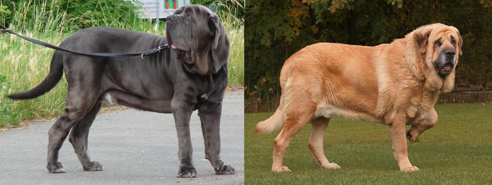 Spanish Mastiff vs Neapolitan Mastiff - Breed Comparison