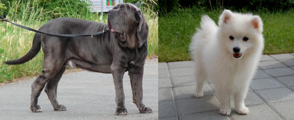 Spitz vs Neapolitan Mastiff - Breed Comparison
