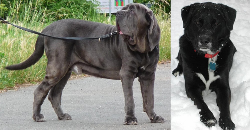 St. John's Water Dog vs Neapolitan Mastiff - Breed Comparison