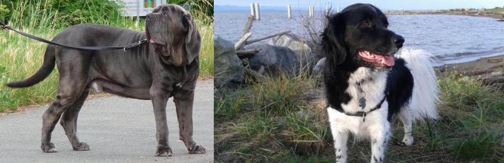 Stabyhoun vs Neapolitan Mastiff - Breed Comparison