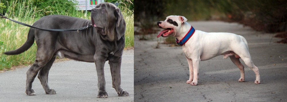 Staffordshire Bull Terrier vs Neapolitan Mastiff - Breed Comparison