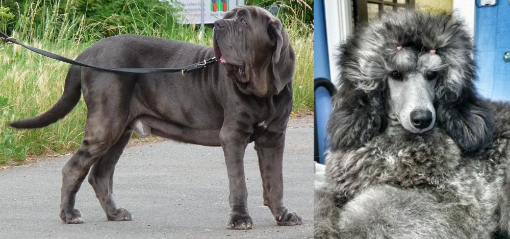 Standard Poodle vs Neapolitan Mastiff - Breed Comparison