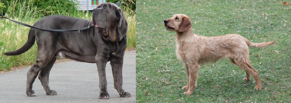 Styrian Coarse Haired Hound vs Neapolitan Mastiff - Breed Comparison