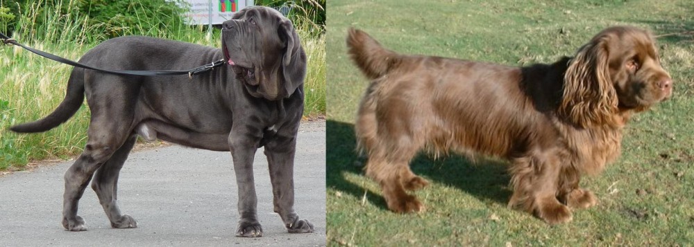 Sussex Spaniel vs Neapolitan Mastiff - Breed Comparison