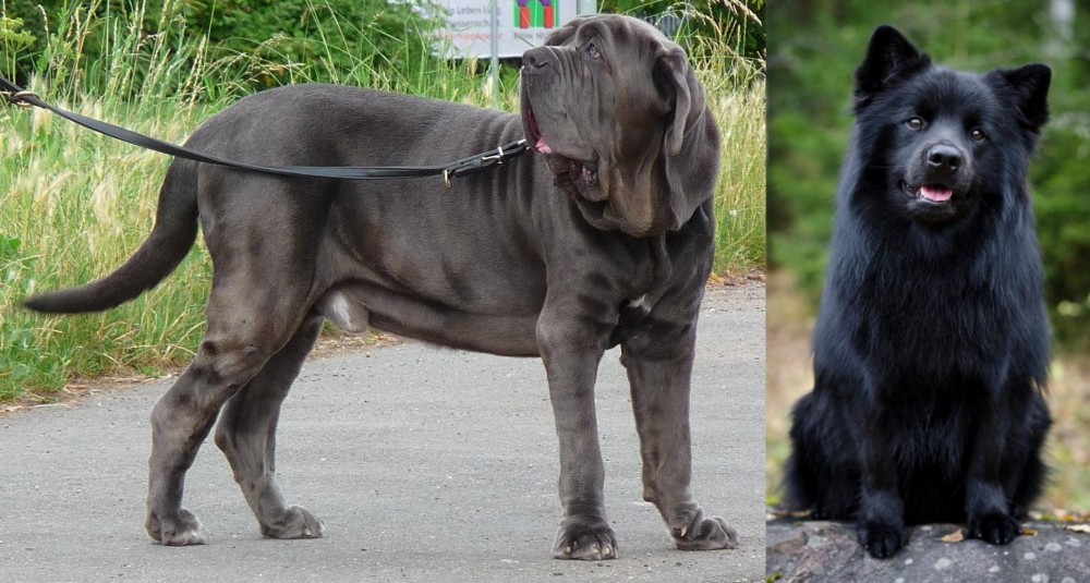 Swedish Lapphund vs Neapolitan Mastiff - Breed Comparison