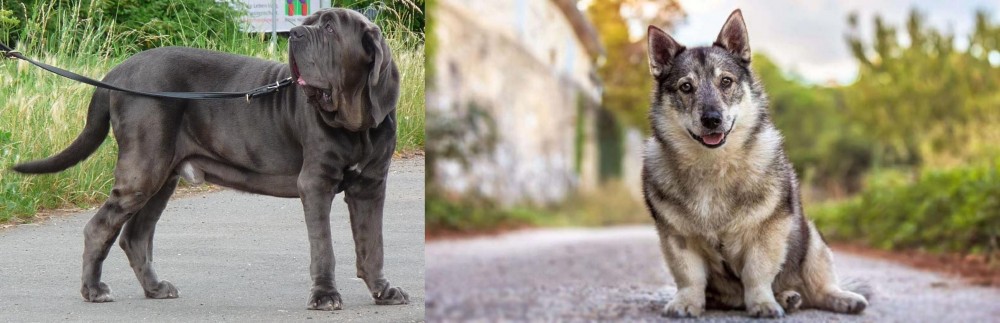 Swedish Vallhund vs Neapolitan Mastiff - Breed Comparison