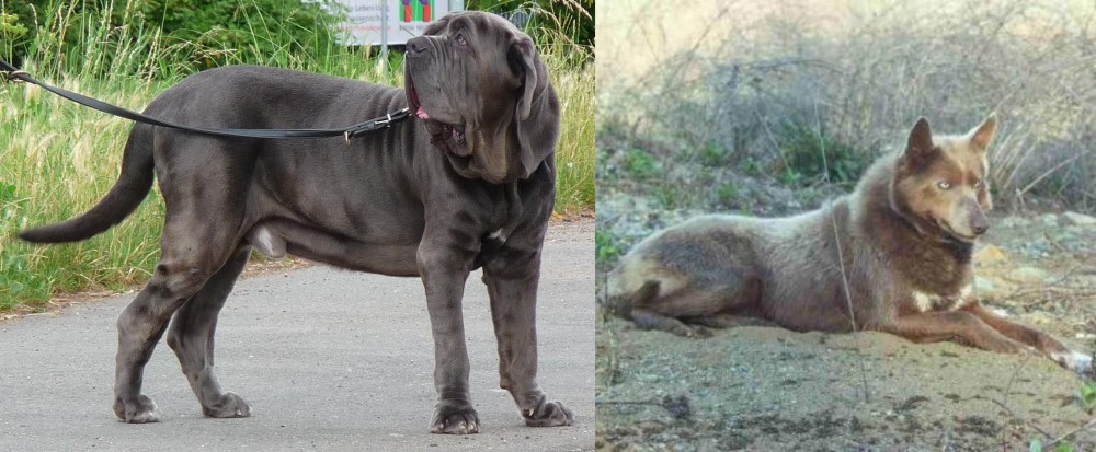 Tahltan Bear Dog vs Neapolitan Mastiff - Breed Comparison