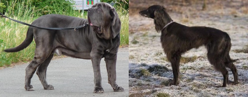 Taigan vs Neapolitan Mastiff - Breed Comparison