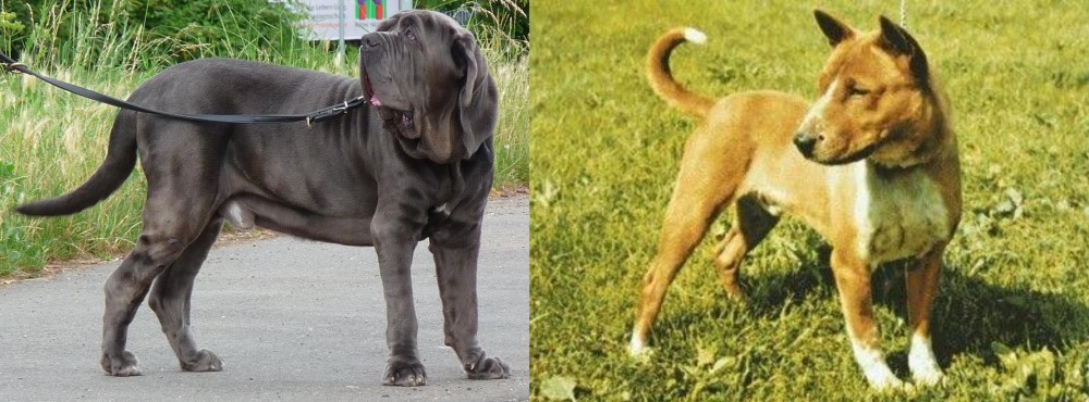 Telomian vs Neapolitan Mastiff - Breed Comparison