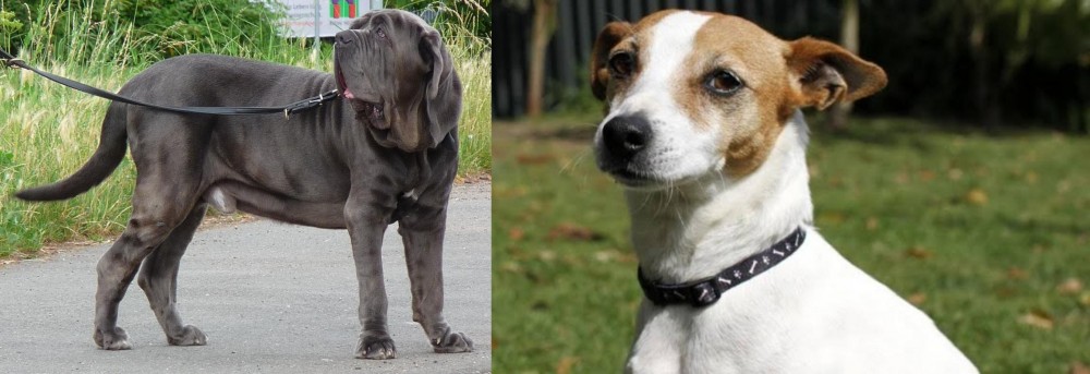Tenterfield Terrier vs Neapolitan Mastiff - Breed Comparison