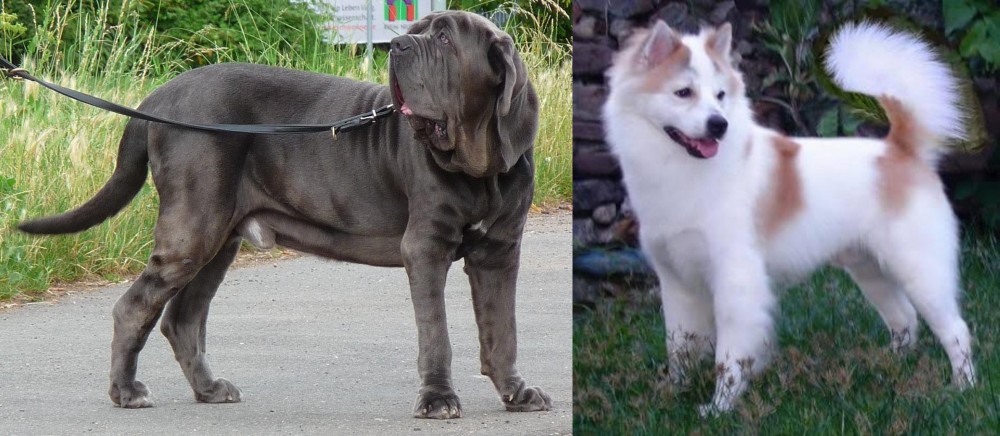 Thai Bangkaew vs Neapolitan Mastiff - Breed Comparison