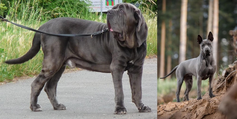 Thai Ridgeback vs Neapolitan Mastiff - Breed Comparison