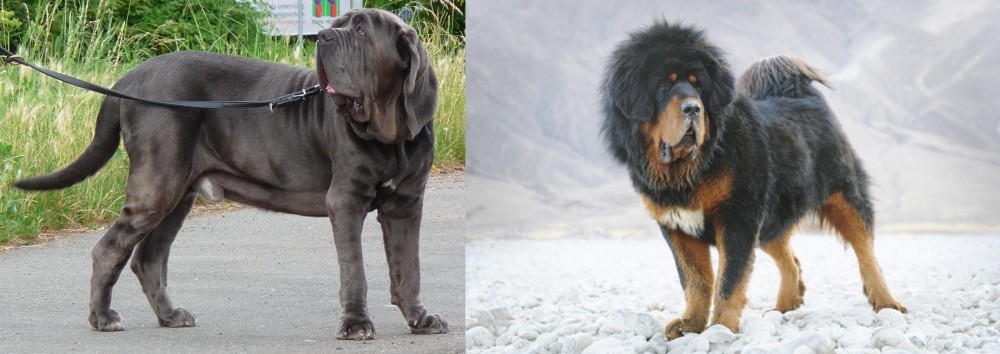 Tibetan Mastiff vs Neapolitan Mastiff - Breed Comparison