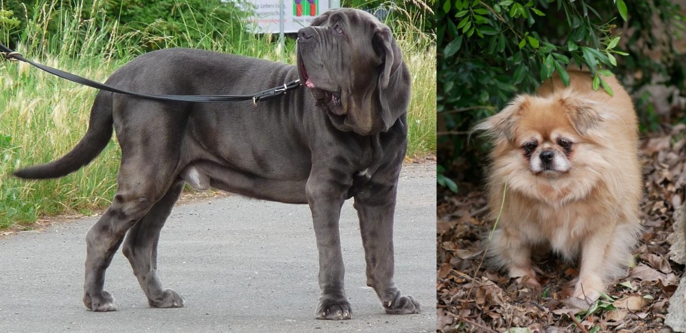 Tibetan Spaniel vs Neapolitan Mastiff - Breed Comparison