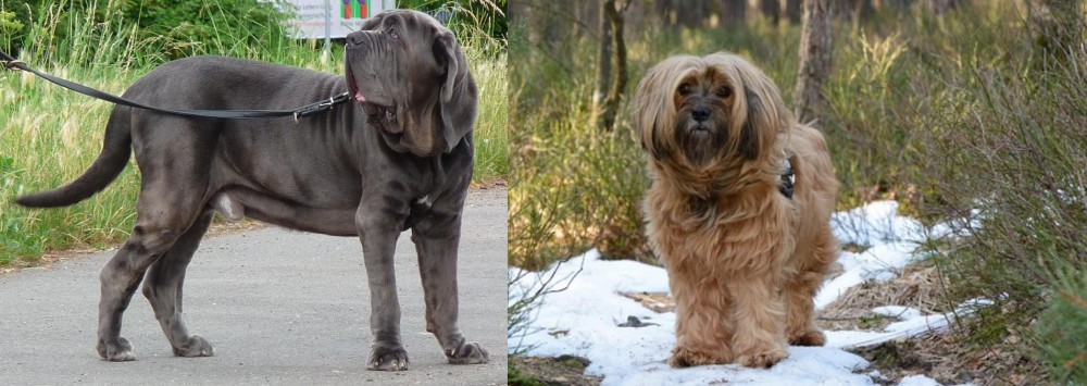 Tibetan Terrier vs Neapolitan Mastiff - Breed Comparison