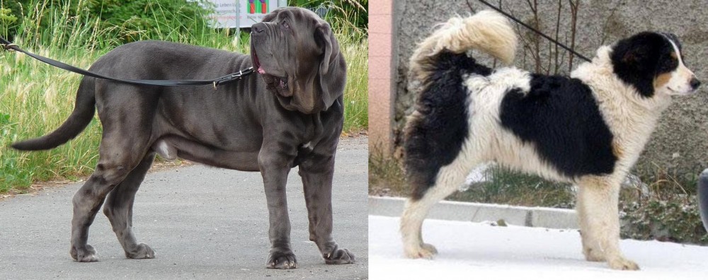 Tornjak vs Neapolitan Mastiff - Breed Comparison