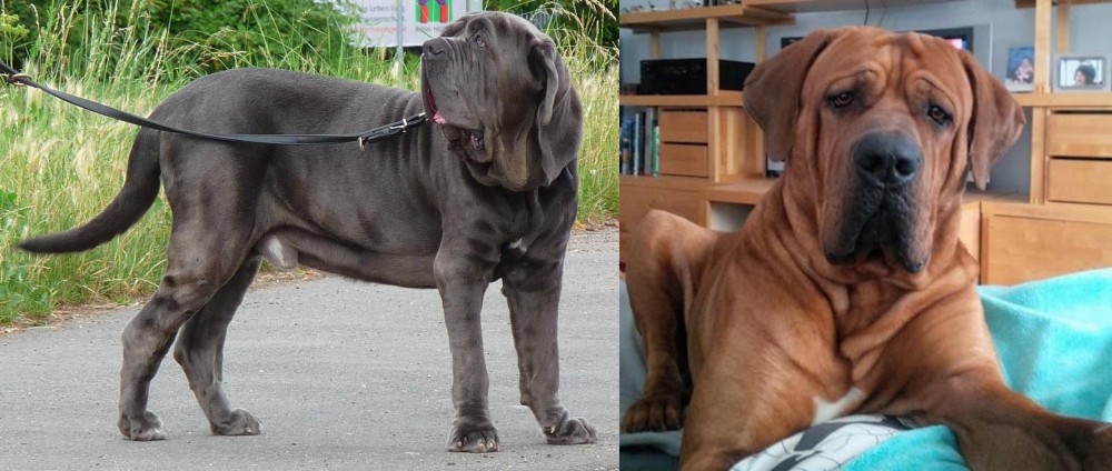 Tosa vs Neapolitan Mastiff - Breed Comparison