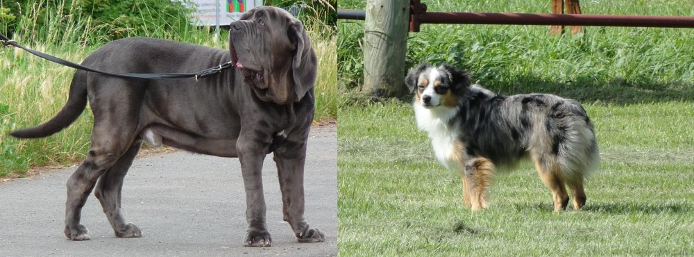 Toy Australian Shepherd vs Neapolitan Mastiff - Breed Comparison