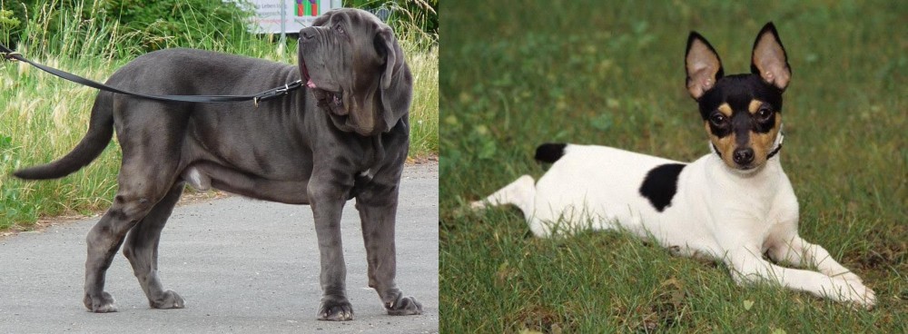 Toy Fox Terrier vs Neapolitan Mastiff - Breed Comparison