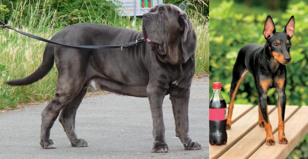 Toy Manchester Terrier vs Neapolitan Mastiff - Breed Comparison