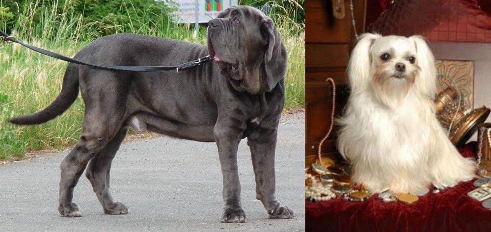 Toy Mi-Ki vs Neapolitan Mastiff - Breed Comparison