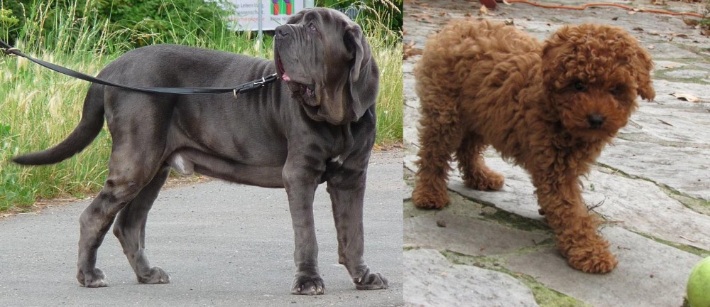 Toy Poodle vs Neapolitan Mastiff - Breed Comparison