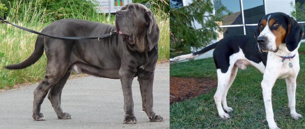 Treeing Walker Coonhound vs Neapolitan Mastiff - Breed Comparison