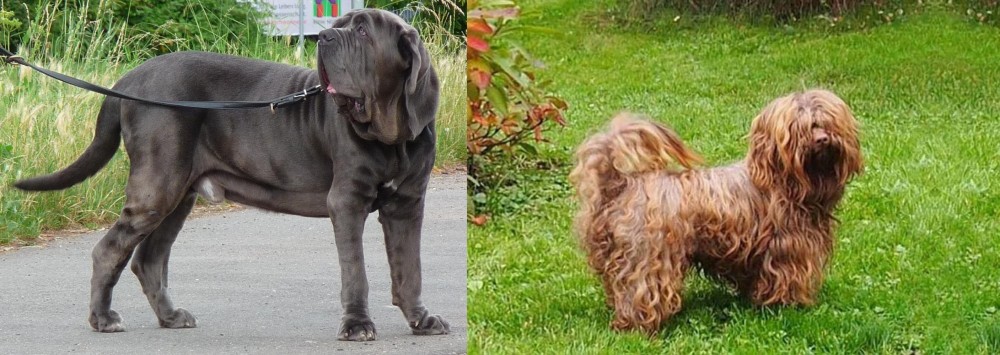 Tsvetnaya Bolonka vs Neapolitan Mastiff - Breed Comparison