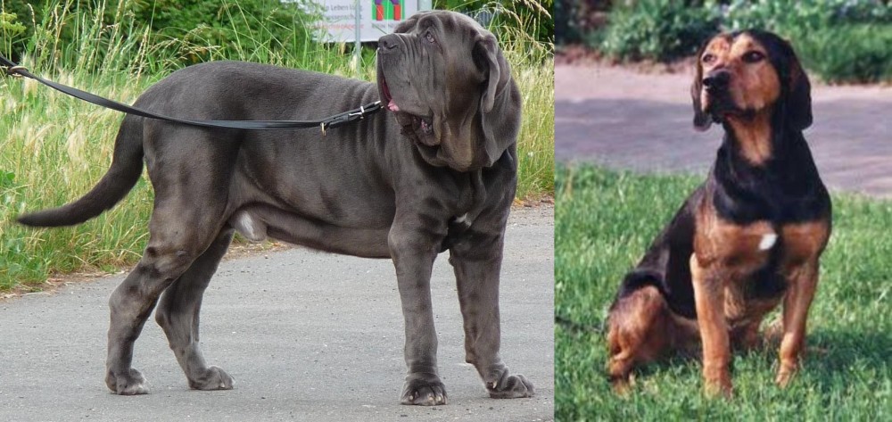 Tyrolean Hound vs Neapolitan Mastiff - Breed Comparison