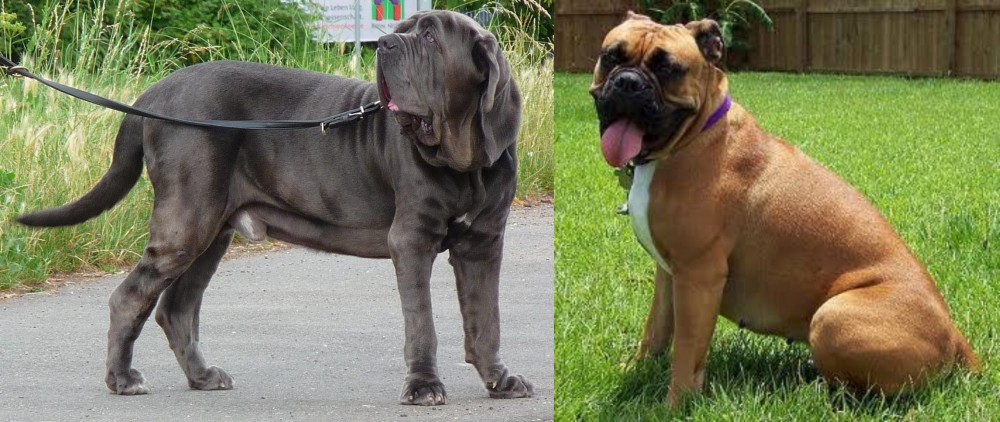 Valley Bulldog vs Neapolitan Mastiff - Breed Comparison