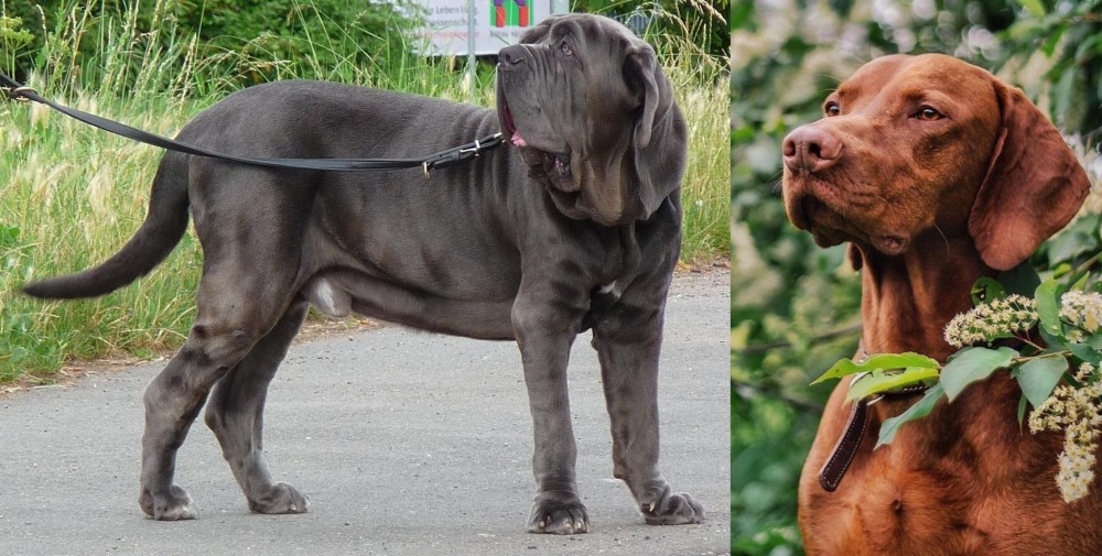 Vizsla vs Neapolitan Mastiff - Breed Comparison