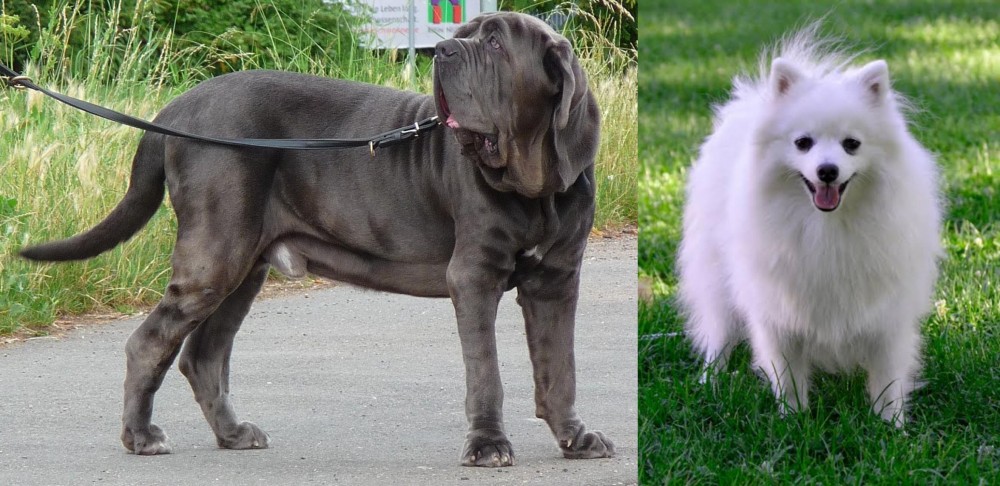 Volpino Italiano vs Neapolitan Mastiff - Breed Comparison