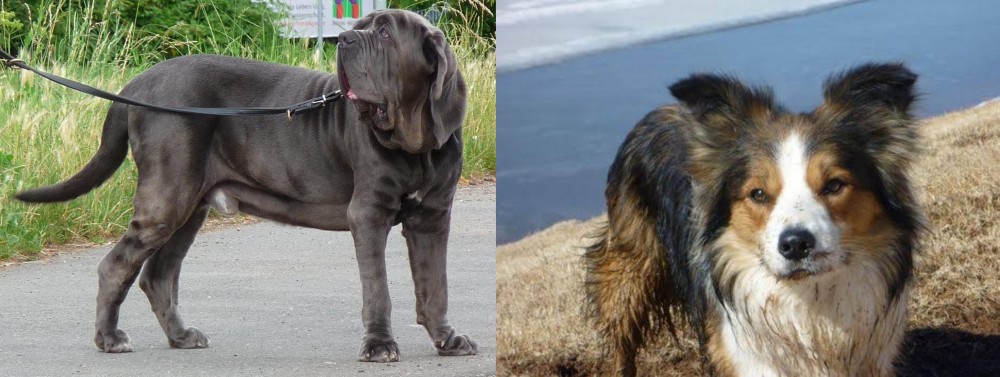 Welsh Sheepdog vs Neapolitan Mastiff - Breed Comparison