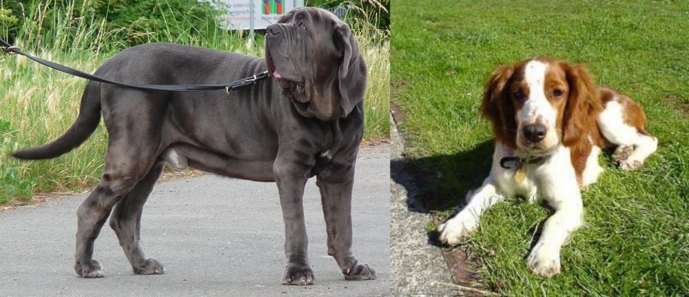 Welsh Springer Spaniel vs Neapolitan Mastiff - Breed Comparison