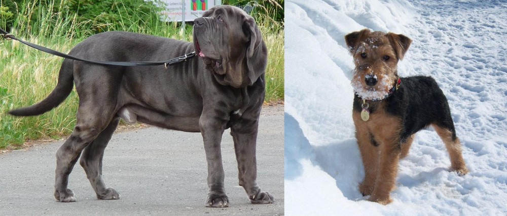 Welsh Terrier vs Neapolitan Mastiff - Breed Comparison