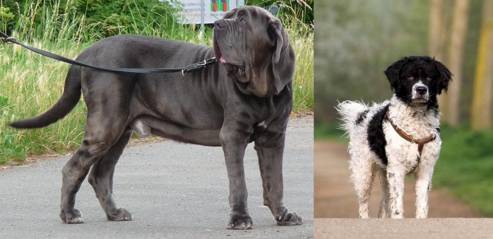 Wetterhoun vs Neapolitan Mastiff - Breed Comparison