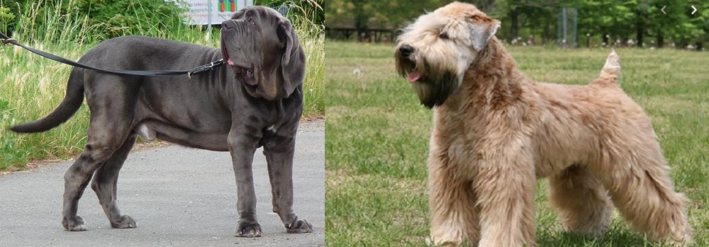 Wheaten Terrier vs Neapolitan Mastiff - Breed Comparison